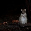 Klokanek Gaimarduv - Bettongia gaimardi - Eastern Bettong 6280